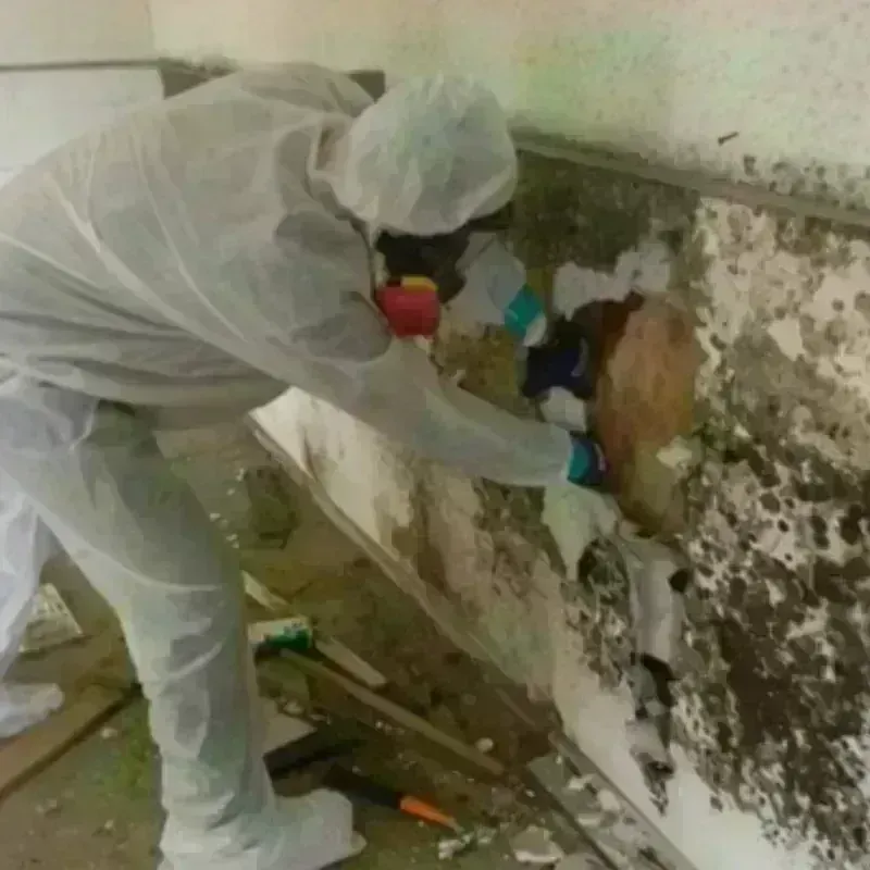 Mold Remediation and Removal in Litchfield County, CT